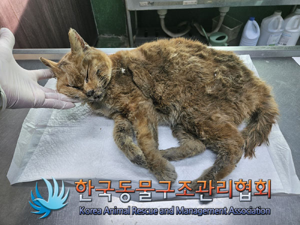 종료(자연사) 한국…